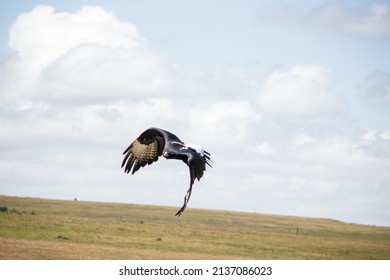 A Verreauxs’ Eagle Seen Flying About In Dullstroom