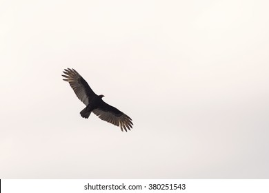 Golden Eagle Flying Images Stock Photos Vectors