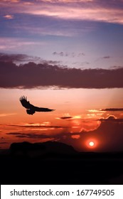  Eagle silhouette flying on dramatic sunset background                              