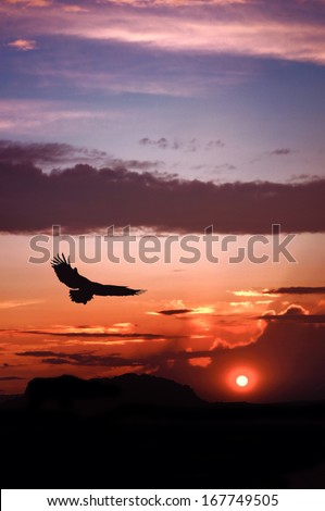  Eagle silhouette flying on dramatic sunset background                              