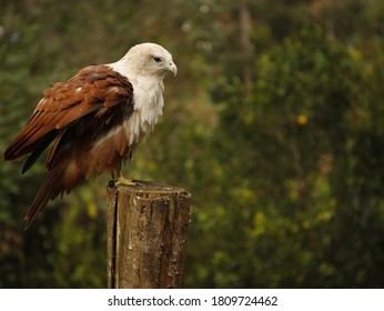 Eagle Sitting In The Landscape