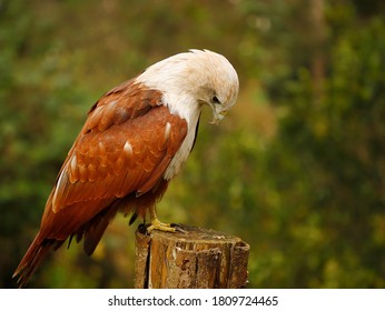 Eagle Sitting In The Landscape