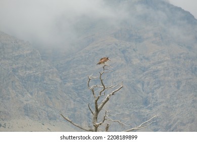 Eagle Sitting On Tree Branch