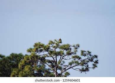 Eagle Sitting in Tree