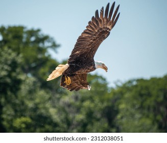 Eagle soaring after striking water - Shutterstock ID 2312038051