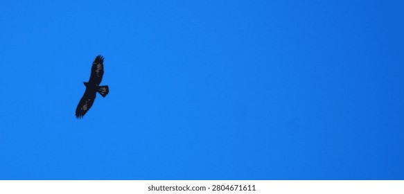 Eagle soaring alone through a clear blue sky in bright daylight with extensive copy space