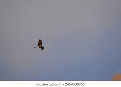 The eagle soaring in the boundless sky appears even more majestic and unrivalled as it gracefully circles above.
