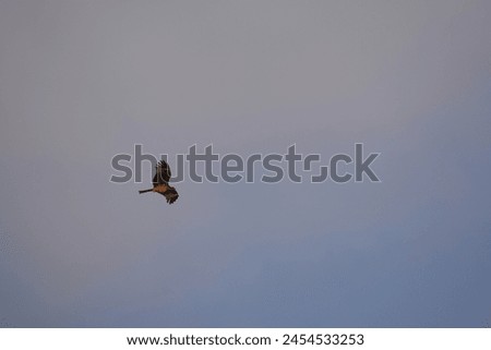 The eagle soaring in the boundless sky appears even more majestic and unrivalled as it gracefully circles above.