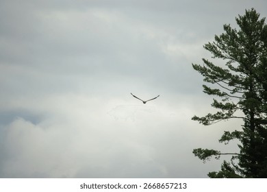 An eagle soaring in a cloudy sky