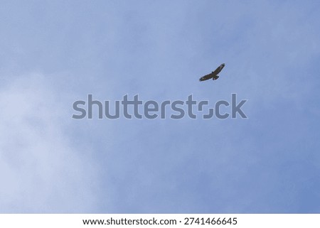 Eagle soaring high above clouds in blue sky