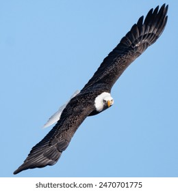 Eagle soaring in the sky