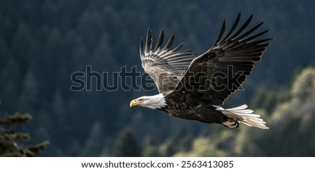 An eagle soaring through the sky, showcasing its impressive wingspan and grace in flight.