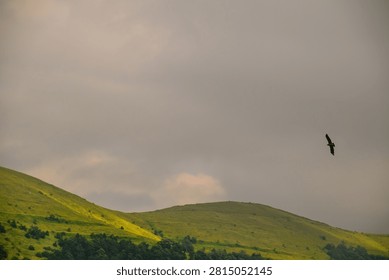 Eagle soars over green rolling hills under cloudy sky. Wings spread wide as it glides through air