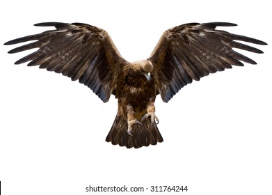 Eagle With Spread Wings, Isolated Over White