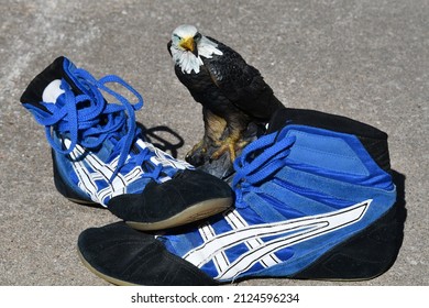 Eagle Statue By Wrestling Shoes