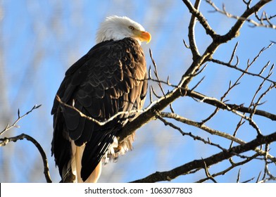 Eagle in tree