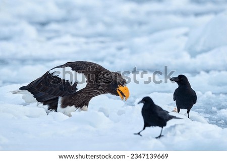 Eagle with two raven on ice. Japan winter wildlife. Sea bird on the ice. Steller's sea eagle, Haliaeetus pelagicus, bird with white snow, Hokkaido, Japan. Wildlife action behaviour scene from nature.