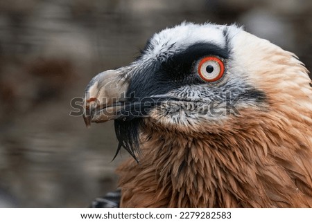 Eagle vulture bred portrait outdoors in nature.