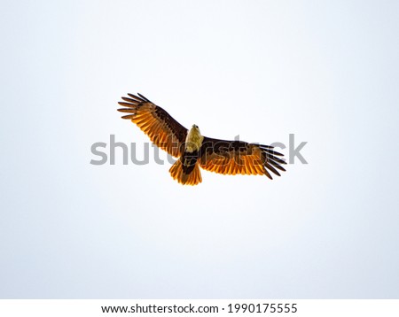 Similar – Awesome bird of prey in flight