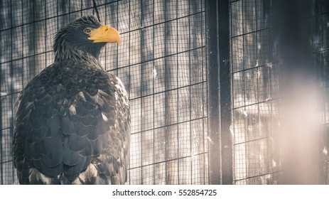 Eagle In Zoo Cage