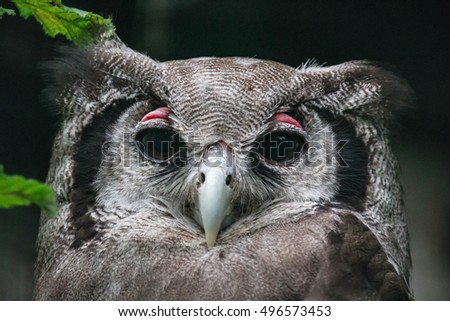 eagle-owl 
