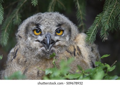  Eagle-Owl (Bubo bubo)