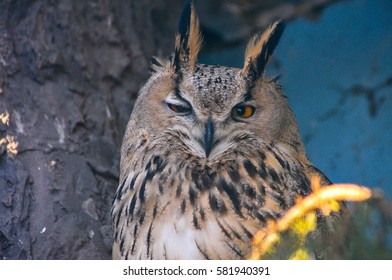 eagle-owl sitting on the tree