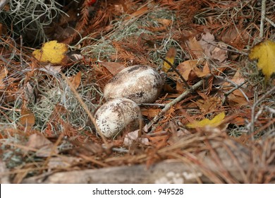 Eagles Eggs In Nest