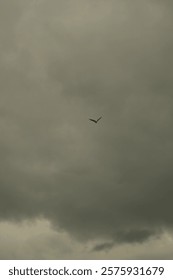 Eagles fly in the cloudy sky