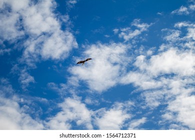 Eagles Flying Australian Outback Stock Photo 1564712371 | Shutterstock