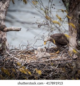 Bald Eagle Nest Images Stock Photos Vectors Shutterstock