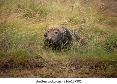 Eal Lying In The Grass With Head Up At Donna Nook Seal Sanctuary Lincolnshire, UK. British Wildlife In Nature Reserve