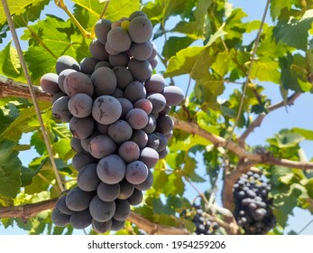 ealthy fruit grapes and beneficial for the body