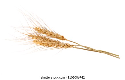 Ear of barley on white background - Shutterstock ID 1105006742