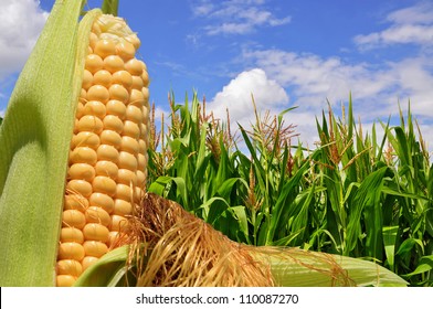 Ear Of Corn Against A Field Under Clouds