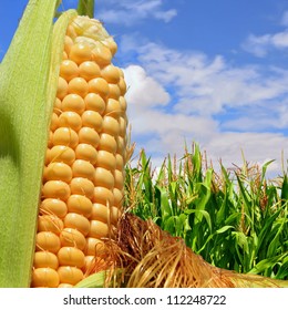 Ear of corn against a field under clouds - Shutterstock ID 112248722