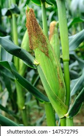 Ear Of Corn Emerging From The Corn Plant In A Corn Field, Nearly Ready For Harvesting