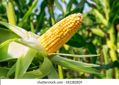 An ear of corn field
