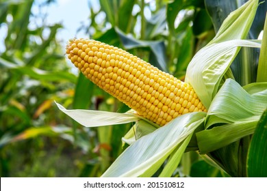 An Ear Of Corn Field 