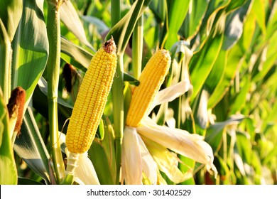 Ear Of Corn In The Field On A Sunny Day