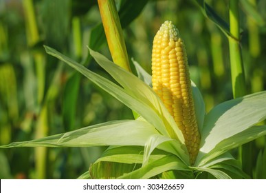 Ear Of Corn In A Field In Summer Before Harvest.