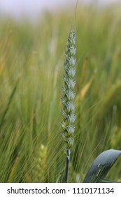 An ear of corn in front of blurred background