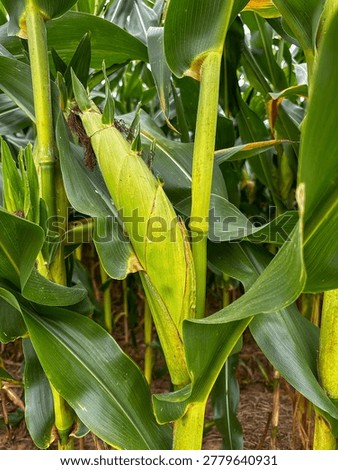 An ear of corn growing on a cornstalk in a field in Tennessee in early August.
