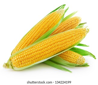 An Ear Of Corn Isolated On A White Background