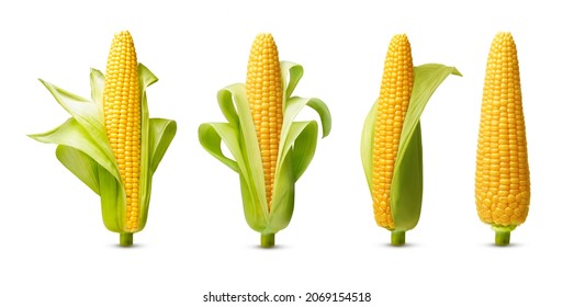 Ear of corn isolated on a white background. Fresh corncob set.