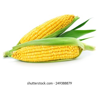 An Ear Of Corn Isolated On A White Background 