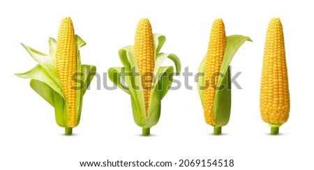 Ear of corn isolated on a white background. Fresh corncob set.