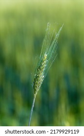 Ear Of Corn Still Green In Spring In The Middle Of The Cultivated Field. Vertical Photography.