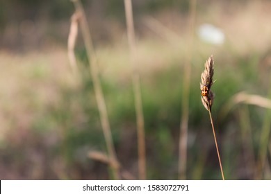 Ear and a ladybug in a field
