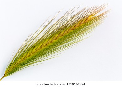 Ear Of The Mouse Barley Plant, On White Background. Hordeum Murinum.